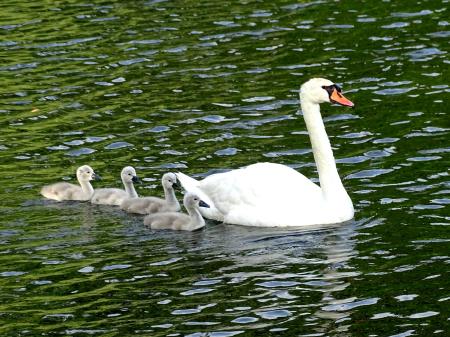 labodja družina v Preddvoru (1)